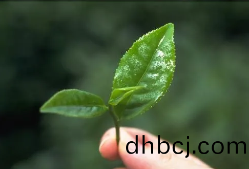 遠紅外加熱(re)技術在(zai)茶葉加工中的應用